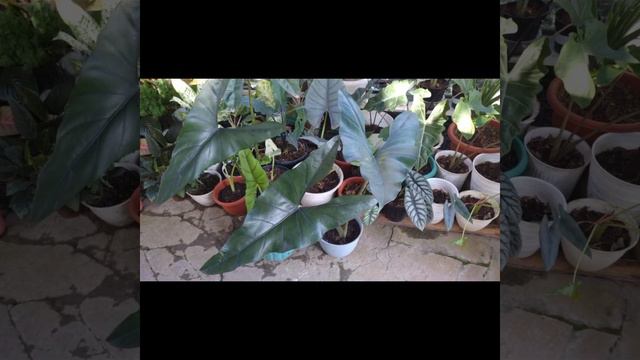 3 Variant Alocasia Princeps From Borneo | #alocasia #alocasiaprinceps #tanamanhias