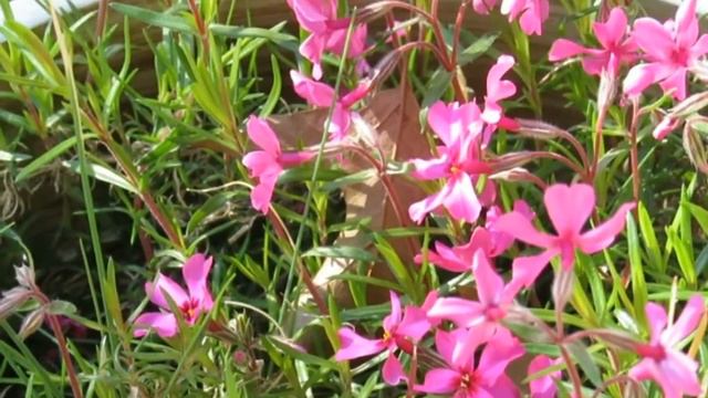 Pink moss phlox смотреть онлайн