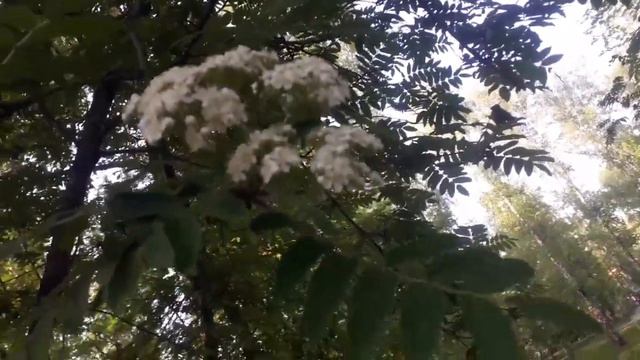 у нашева дома сирень и в парке красота смотреть онлайн