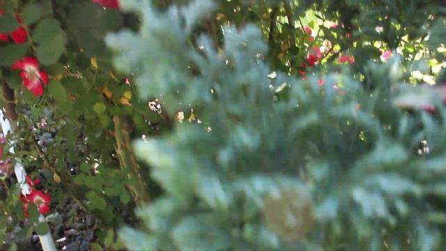 Розы Аспирин Руж Мейян декор идр 2020 смотреть онлайн