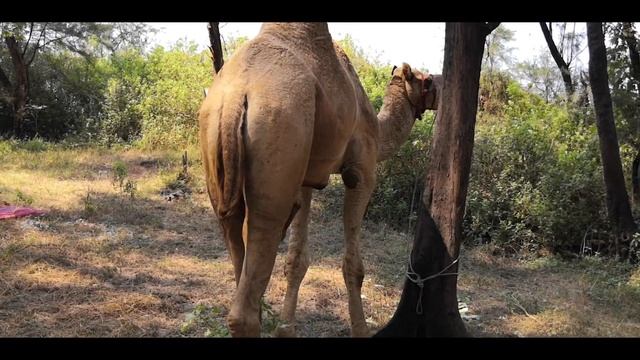 Верблюды. В мире животных. Лошадка, коровы, море. Видео для детей. смотреть онлайн