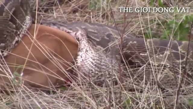 Most Amazing Wild Animals Attacks #5 Giant Anaconda attacks Deer - Biggest Python Snake смотреть онлайн
