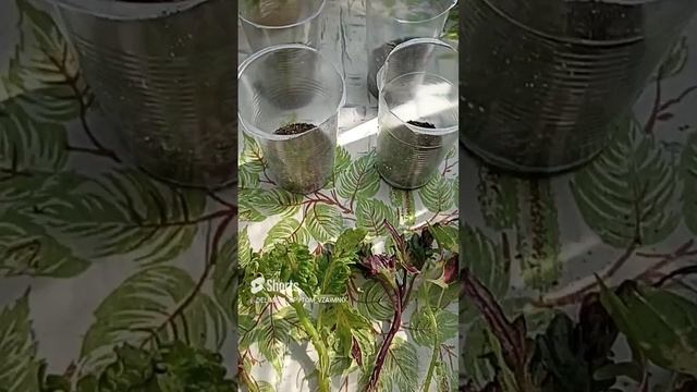 И опять укореняю Колеусы! смотреть онлайн