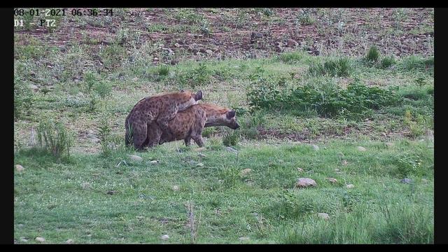 Hyena Mating смотреть онлайн