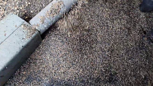 Веялка Господарка испытания на подсолнухе смотреть онлайн