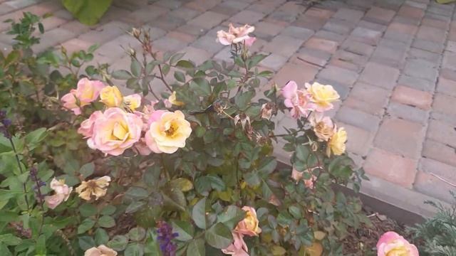 Роза флорибунда Борбюр Камэю Жане. Краткое описание и характеристики. #розы смотреть онлайн