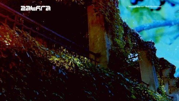 Internal Observer - Botritis cinereus