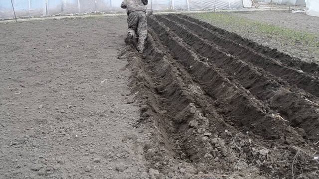 как посадить картошку с помощью мотоблока