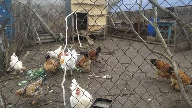 Декабрьская посадка.Цветная капуста маринованная. смотреть онлайн