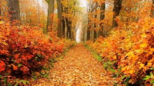 Старый примус   Осень