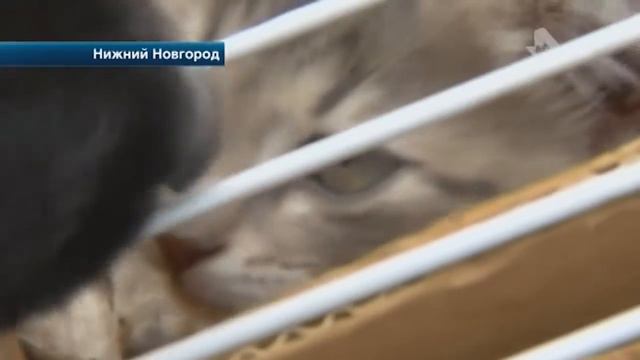 Живодёр из Нижнего Новгорода смотреть онлайн