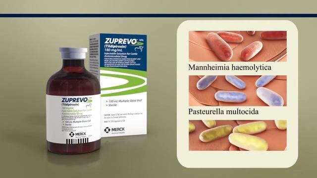 MSD Zuprevo Cattle смотреть онлайн