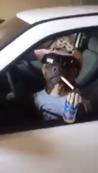 Модный питбуль смотреть онлайн