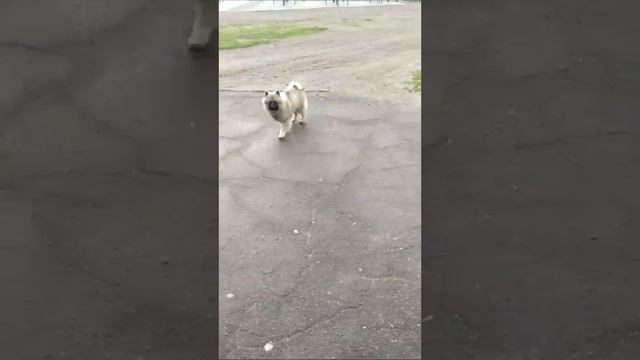 Шон кеесхонд (4 месяца) \ Sean keeshond (4 month) смотреть онлайн