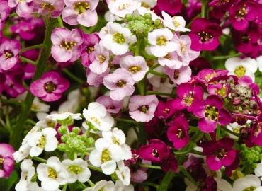 Ф.Шопен.Ноктюрн №6. смотреть онлайн