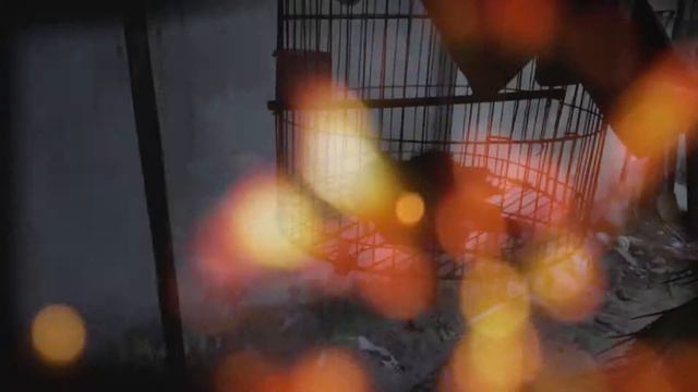 Шаблон "Салют" смотреть онлайн