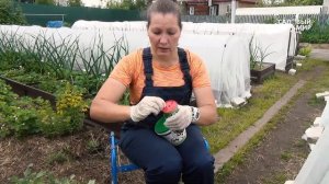 Муравьи на грядке под мульчей, как от них избавиться. Можно ли избавиться от муравьев навсегда?