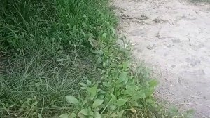 приора заводится и глохнет летом + зимой!