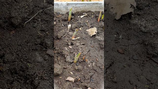 ВЫРАЩИВАНИЕ ГОЛЛАНДСКИХ ТЮЛЬПАНОВ НА ДАЧЕ / ДАРВИНОВЫ ГИБРИДЫ / ЛИЛИЕЦВЕТНЫЕ ТЮЛЬПАНЫ смотреть онлайн