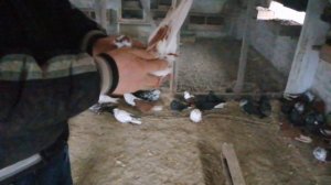 " СЕРПАСТЫЕ ГОЛУБИ. В ГОСТЯХ У АЛЕКСЕЯ ШАФОРОСТОВА. П. ЦЕЛИНА РОСТОВСКАЯ ОБЛ. 31.01.2021.Г.