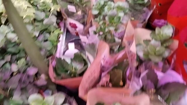 ??Новое Поступление Комнатных Цветов в Леруа Мерлен???⚘ смотреть онлайн