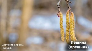 Медоносы России и средней полосы. Растения медоносы для пчеловодства..mp4