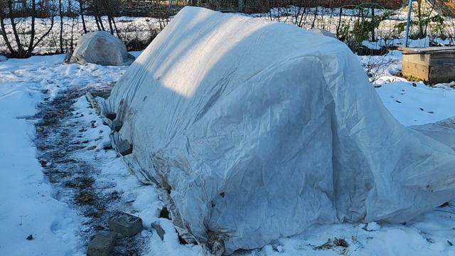 Укрыть розы на зиму и учесть все тонкости. смотреть онлайн