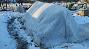 Укрыть розы на зиму и учесть все тонкости.