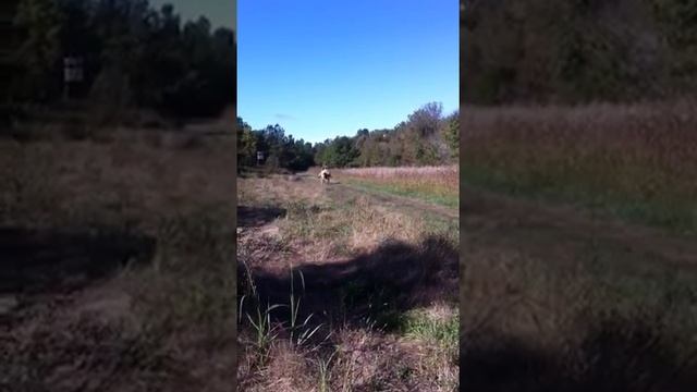 Blondie side passing (palomino saddle horse)! смотреть онлайн