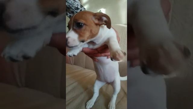 Девочка Джек Рассел терьер. Гладкошерстная смотреть онлайн