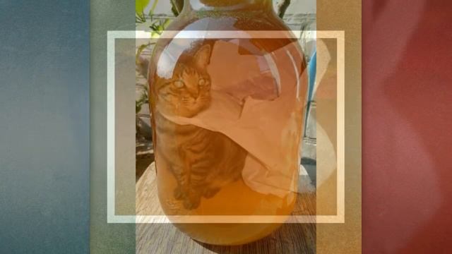 Как кот довёл до истерики соседей и собаку. Смеёмся до сих пор Хохма! Проделки кота! смотреть онлайн