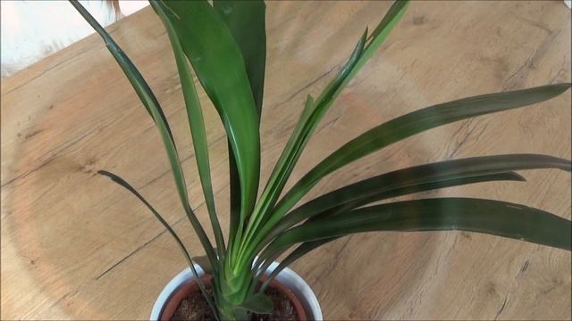 Klivie pflege gießen Standort Düngen vermehren schneiden umtopfen Riemenblatt Clivia miniata смотреть онлайн