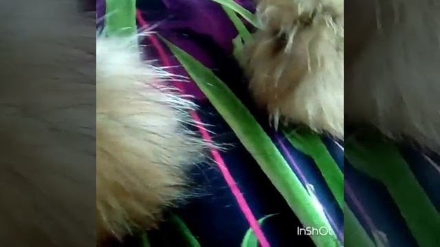 Помпоны из натурального меха|Опушки |Мех смотреть онлайн