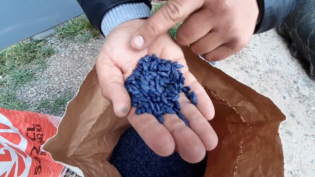 Обзор посевмата на сезон 2021 .LG 5542, LG 59580. смотреть онлайн