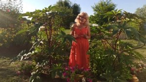 КЛЕЩЕВИНА. Как выращивать клещевину