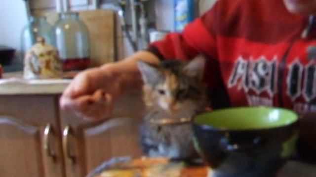 кошка ест с ложки смотреть онлайн