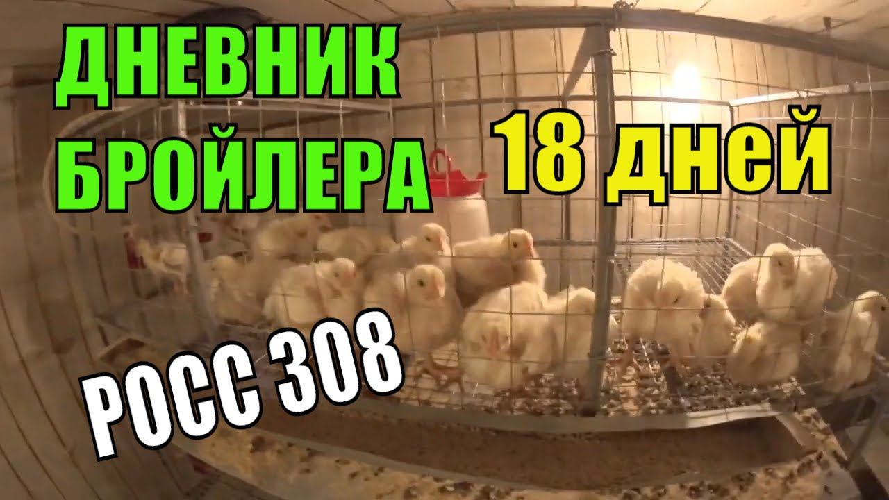 ДНЕВНИК БРОЙЛЕРА / ДЕНЬ 18 / ОТЛИЧНЫЙ ПРИВЕС ЦЫПЛЯТ ЗА СУТКИ смотреть онлайн
