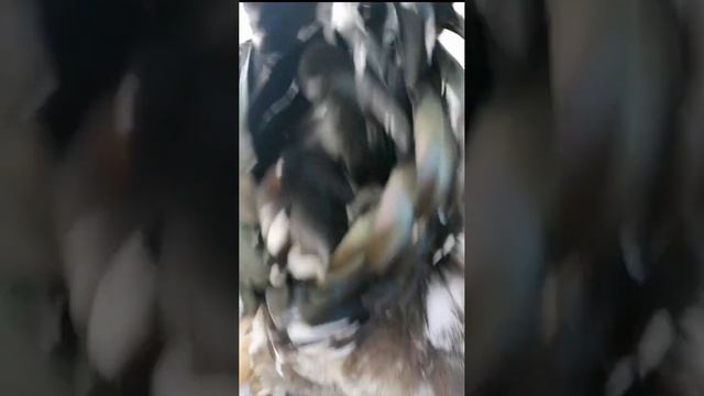 Брама Лимон, Брама Криль, Брама Мрамор петрушки разного возраста, оставлены в питомнике смотреть онлайн