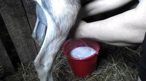 вечерняя дойка козы Зои