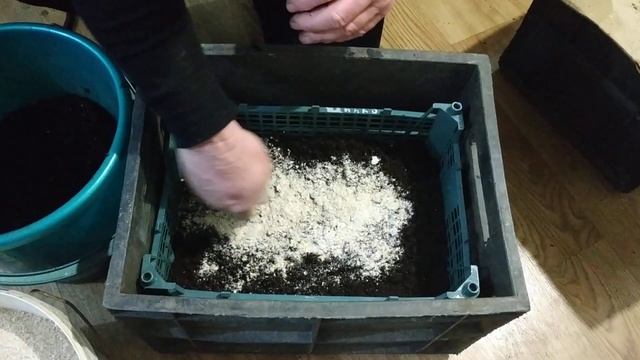 Как выманивать червей дендробены из коконов