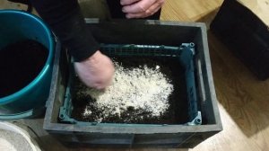 Как выманивать червей дендробены из коконов