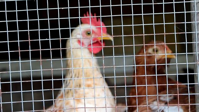 Цыплята взрослеют быстро