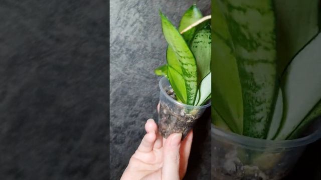 Сансевиерия Ханни Сильвер смотреть онлайн