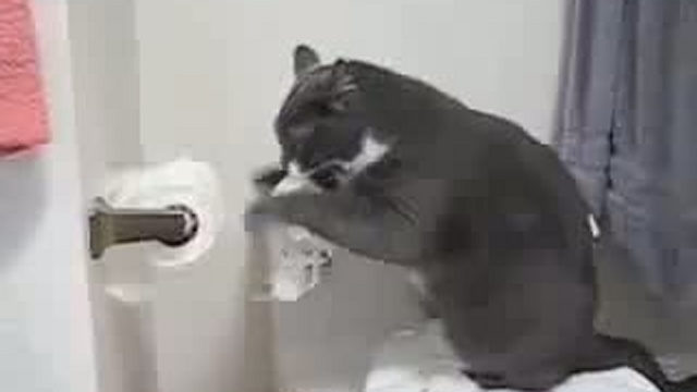 Забавные животные 06 смотреть онлайн