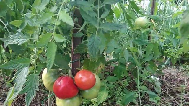 Томат Лентяйка,обзор. смотреть онлайн