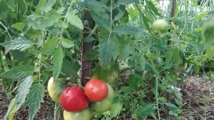 Томат Лентяйка,обзор.
