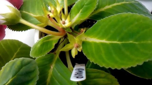 Как выглядят мои глоксинии в августе 2018 г смотреть онлайн