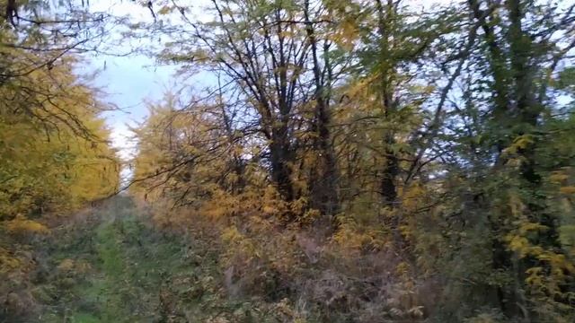 Осенний пейзаж от Гледичии трёхколючковой (Gleditsia triacanthos) смотреть онлайн