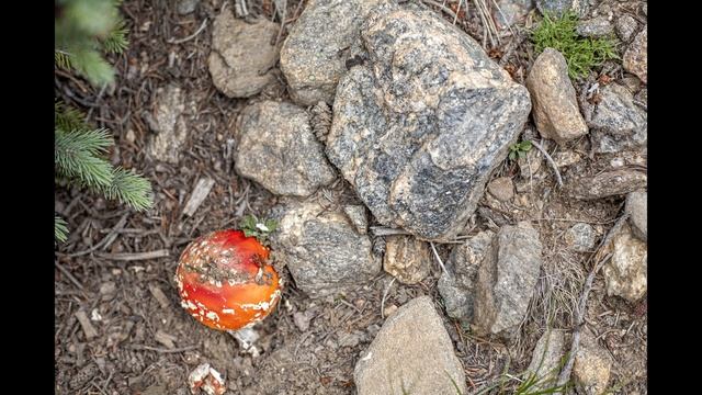 Canon EOS 5D Full Frame DSLR Review With Sample Photos And Narrative