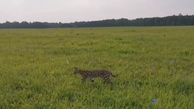 СЕРВАЛ ГУЛЯЕТ Сам по себе/КАК Бегают СЕРВАЛЫ/ Южный Урал смотреть онлайн
